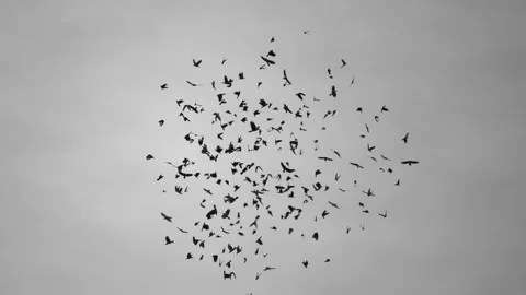 Flock of crows or ravens flying in a loop direction in the dark grey sky Stock Footage 158464436