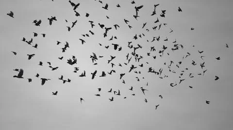 Flock of crows or ravens flying in a loop direction in the dark grey sky Foto stock