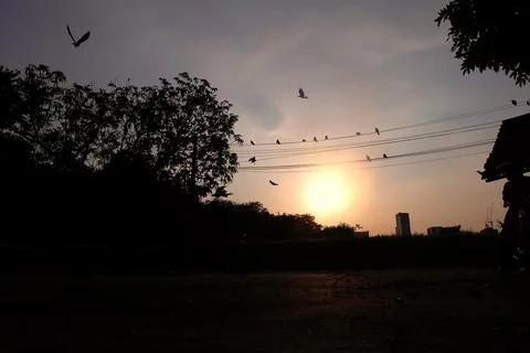 A flock of crows perch on the wire Foto stock