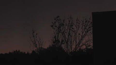 Flock of Crows Perching on Tree at Dusk Evening Vídeos de archivo 235893119