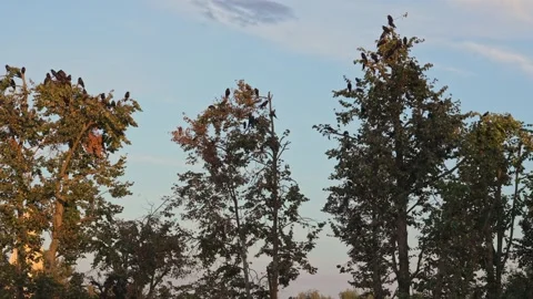 Flock of crows perching on treetops at sunset Stock Footage 344240383