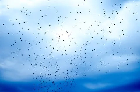 Flock of crows Stock Photos