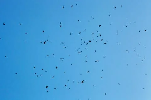 Flock of crows silhouettes fly in blue sky Foto stock