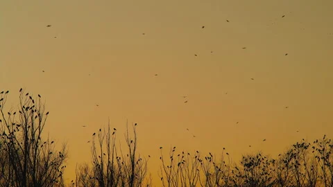 A flock of crows sits on the crowns of trees without foliage against the Stock Footage 179599633
