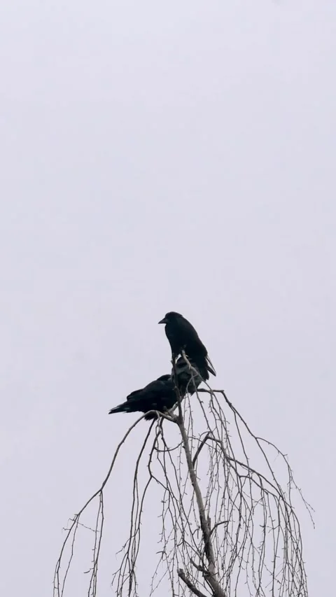 Flock of crows sitting on the tops of trees in early spring.  Stock Footage 297357151