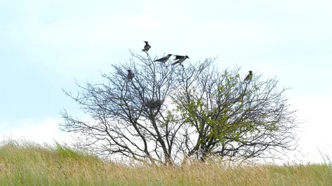 A flock of crows sitting on a tree 스톡 동영상 107265358