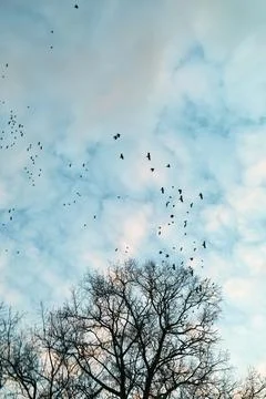 A flock of crows in the sky flies by near a large bare tree Stock Photos