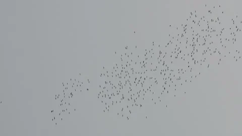 Flock of crows in the sky at sunset heading to their roosting grounds Stock Footage 308518082
