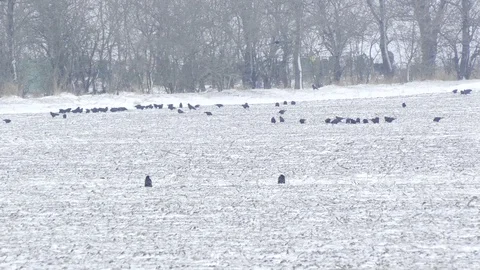 A flock of crows in the snow 스톡 동영상 111161640