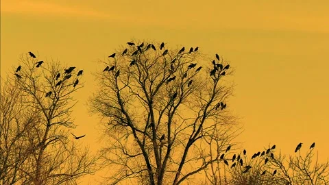 A flock of crows takes off in slow motio... | Stock Video | Pond5