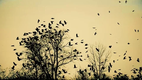 A flock of crows takes off from a tree, slow-motion on a yellow background Stock Footage 104090328