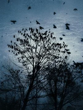 A flock of crows on a tree at dusk in dark colours Stock Photos