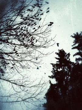 A flock of crows on a tree at dusk in dark colors Stock Photos