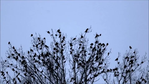 Flock of crows in a tree flying away Stock Footage 76093901