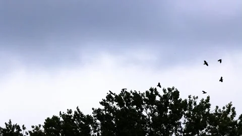 Flock of crows on tree flying away Stock Footage 345065186