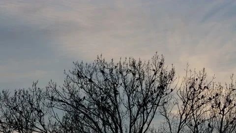 Flock crows on tree  Stock Footage 231045497