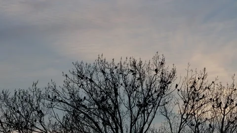Flock of crows on tree  Stock Footage 244256906
