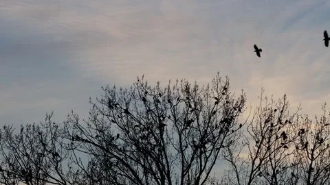 Flock of crows on tree  Stock Footage 244257299