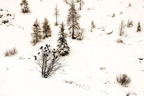 Flock of crows on a tree in a mountain ambient with snow Stock Photos