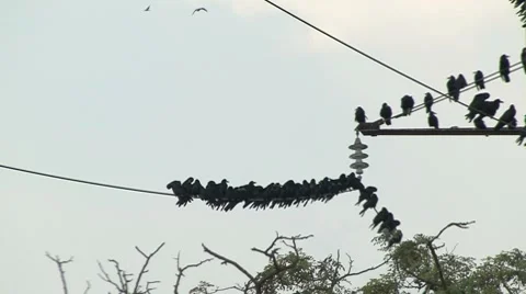 Flock of Crows on a Wire Stockbeeldmateriaal 7737609