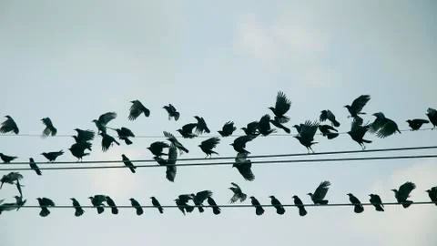 Flock of crows on the wire Stock Photos