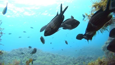 A flock of curious fish swims in front of the camera. Stock Footage 124874093