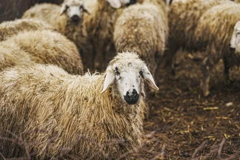 A flock of curious sheep Foto stock