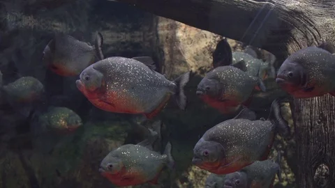 A flock of dangerous predatory fish Amazons piranha under the water Stock Footage 74257901
