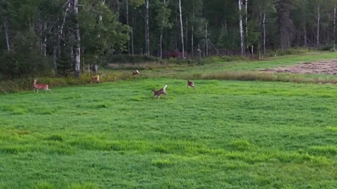 Flock of deer running across a lush green field with trees in the background Stock Footage 336506753