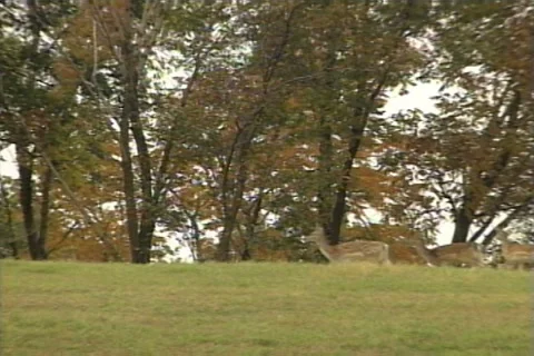 Flock of Deer Running in the Forest Stock Footage 41834882