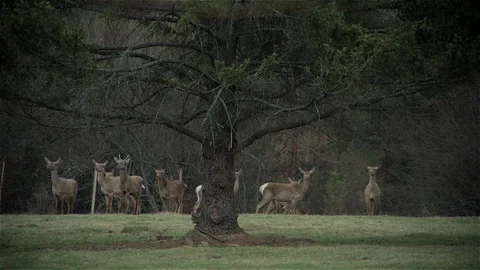 А flock of deers Video stock 98943567