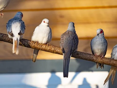Flock of Diamond Doves Perched in a Row on a Branch in Warm Sunlight Stock Photos