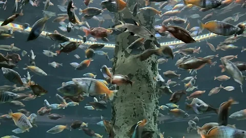Flock of different beautiful fish swims in the aquarium Stock Footage 117754743