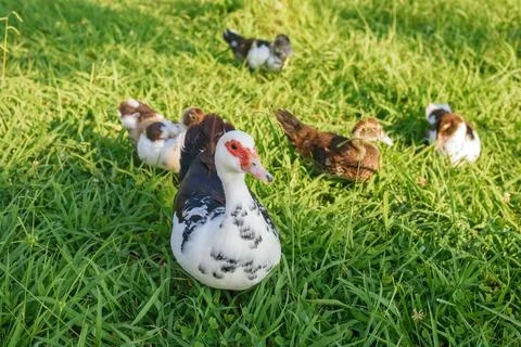 Flock of different ducks walks to swim in rural marsh Stock Photos