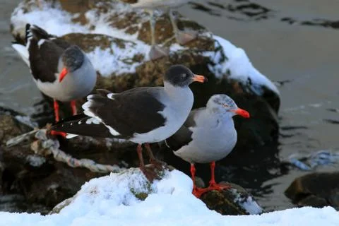 Flock of dolphim gull perched on a rock with snow. ushuaia, argentina Stock Photos