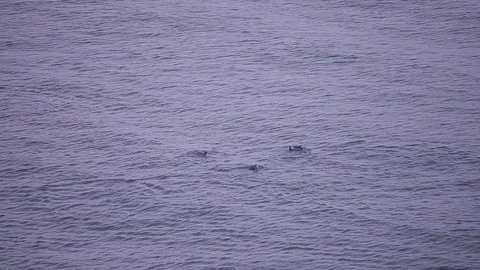 Flock of dolphins are jumping. Stock Footage 76253059