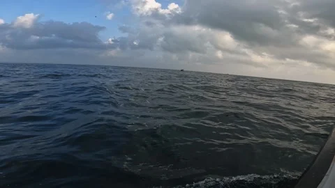 A flock of dolphins jumping out of the water. A flock of dolphins following the  Stock Footage 277682851
