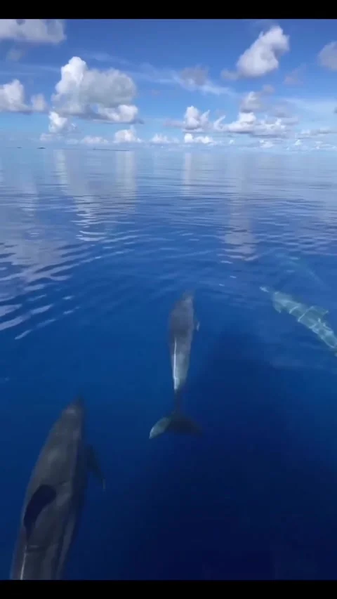 A flock of dolphins jumping in the sea Stock Footage 321184329