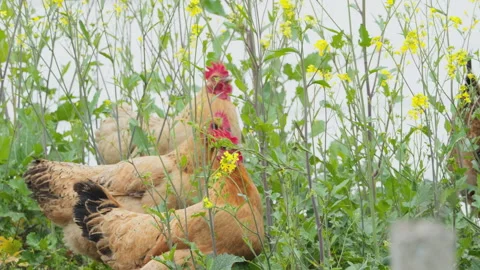 A flock of domestic chickens Stock Footage 244396752