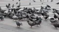 Flock Domestic Pigeons Birds Feeding Street Pavement Paved Road Feed Food Ground HD Footage