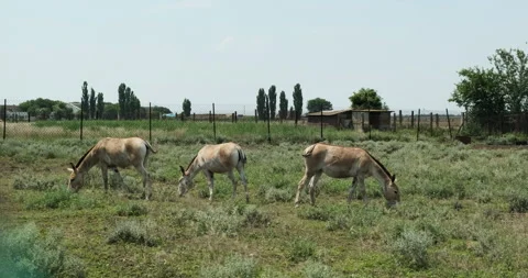 A flock of donkeys grazing, eating grass on farm ranсh land, animal horse Stock Footage 172170908