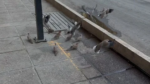 Flock of Doves Feeding on Sidewalk Stock Footage 290828228