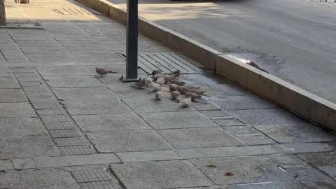 Flock of Doves Feeding on Sidewalk Stock Footage 290828239