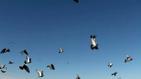 Flock of doves. A flock of birds against the sky. Stock Footage 74413209