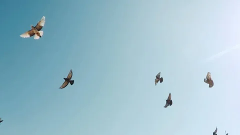 Flock of doves  A flock of birds against the sky  slow motion 120fps Stock Footage