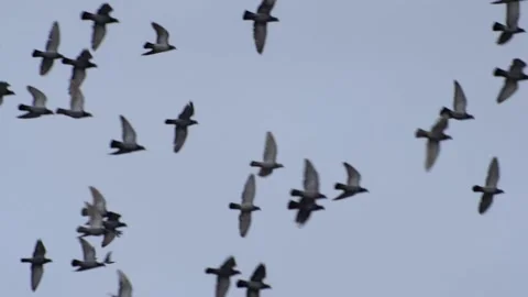 Flock of doves fly free in the sky. Video stock 148325509