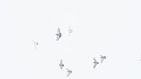 Flock of Doves Flying in the Bright White Winter Sky Slow Motion Stock Footage 345634062