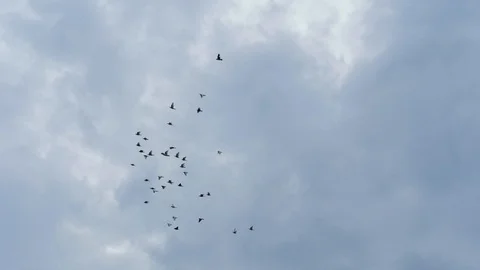 Flock of doves flying in cloudy sky. Slow motion shot Vídeos de archivo 86155389