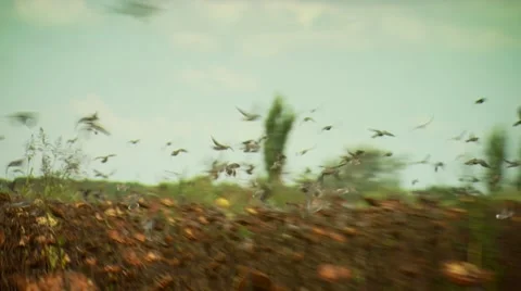 Flock of doves flying over sunflower field Stock-Footage 54591765