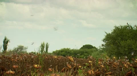 Flock of doves flying over sunflower field Stock Footage 54591767